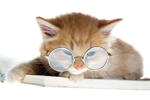 Cat Reading